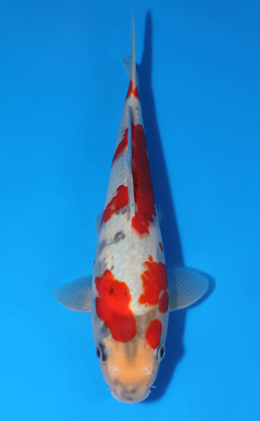 Showa - koi #x0808a055