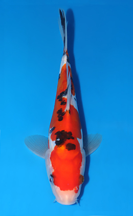 Doitsu Sanke - koi #x0808a056