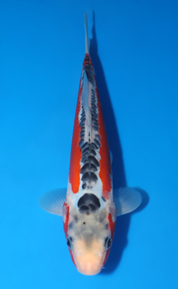 Shusui - koi #x0808a057