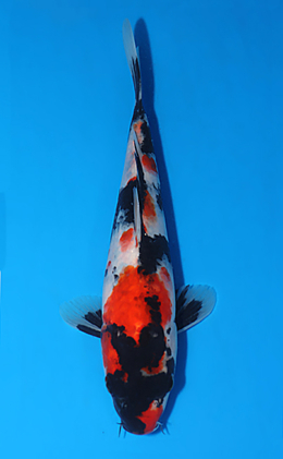 Showa - koi #x0808a058