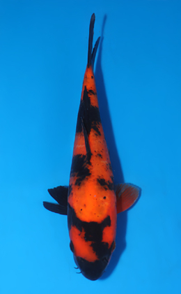 Hi Utsuri - koi #x0808a060