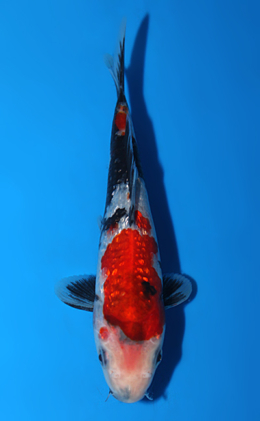 Ginrin Showa - koi #x0811a004