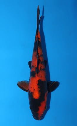 Hi Utsuri - koi #x0811a008