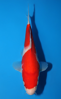 Kohaku - koi #x0811a010