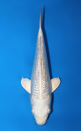 Ginrin Platinum - koi #x0811a011