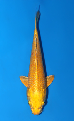 Ogon - koi #x0811a016