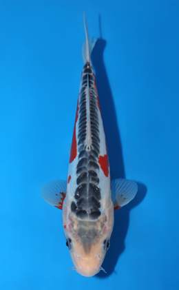 Shusui - koi #x0811a019