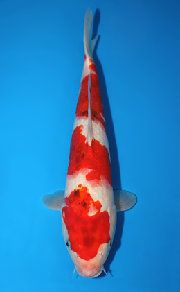 Taisho Sanke - koi #x0811a027