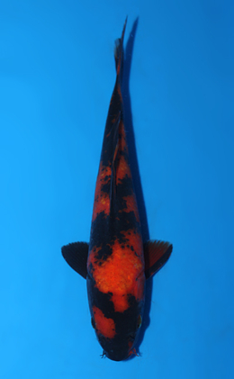 Hi Utsuri - koi #x0811a028