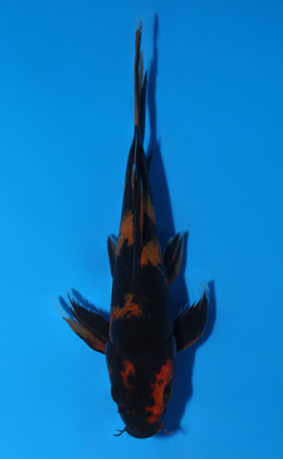 Hirenaga Hiutsuri - koi #x0811a030