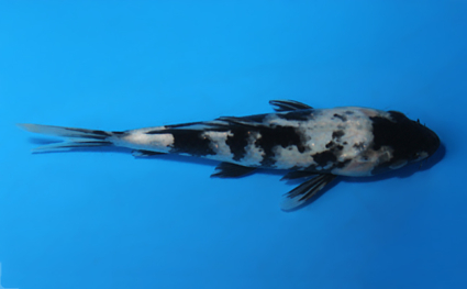 Shiro Utsuri - koi #x0811a033 - Side View A