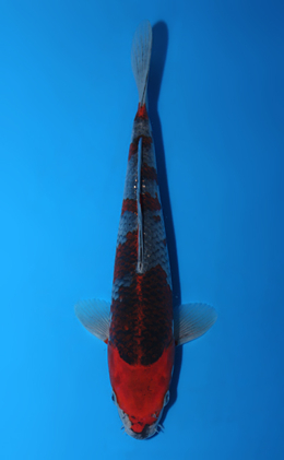 Ochibashigure - koi #x0811a035