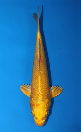 Ogon - koi #x0811a036