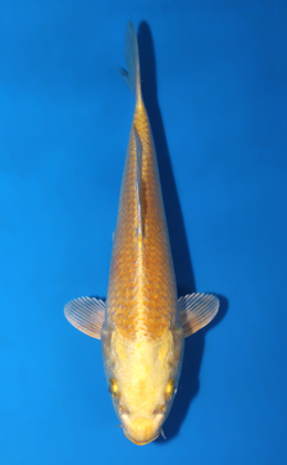 Ogon - koi #x0811a037