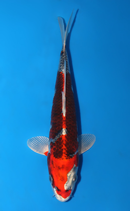 Kujyaku - koi #x0811a039