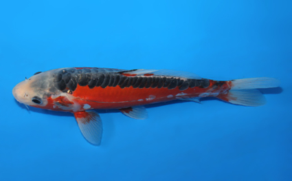 Shusui - koi #x0811a045 - Side View A