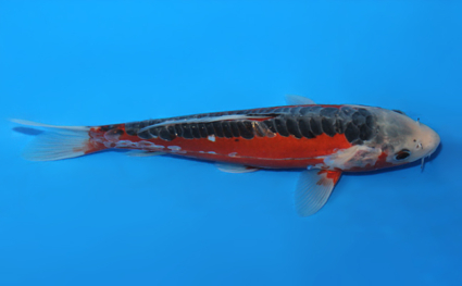 Shusui – koi #x0811a045 - Image 3