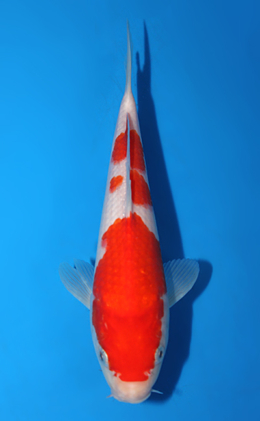 Kohaku - koi #x0811a051