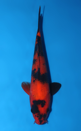 Hi Utsuri - koi #x0811a060