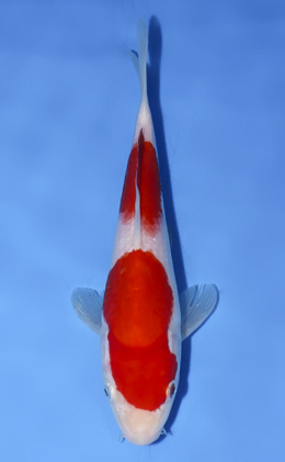 Kohaku - koi #x0812a001