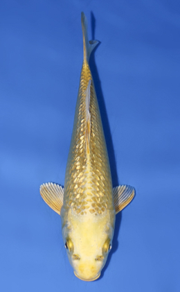 Ginrin Ogon - koi #x0812a004