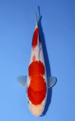 Kohaku - koi #x0812a005