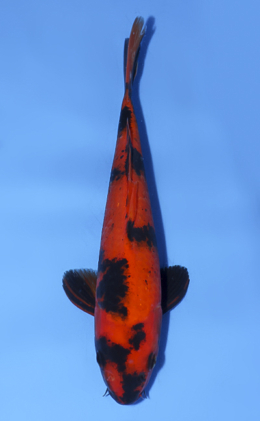 Hi Utsuri - koi #x0812a009