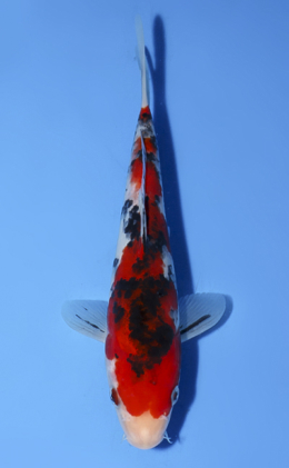Taisho Sanke - koi #x0812a010