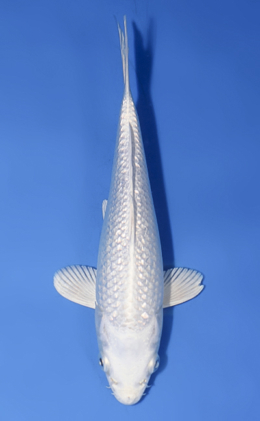 Ginrin Platinum - koi #x0812a013