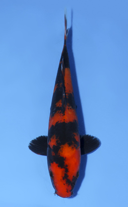 Hi Utsuri - koi #x0812a014