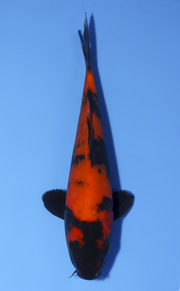 Hi Utsuri - koi #x0812a015