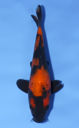 Hi Utsuri - koi #x0812a018