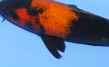 Hi Utsuri - koi #x0812a018 - Side View A