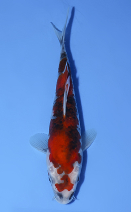 Showa - koi #x0812a020
