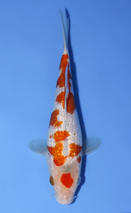 Ginrin Goshiki - koi #x0812a021