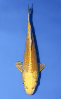 Ogon - koi #x0812a022