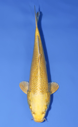 Ogon - koi #x0812a023