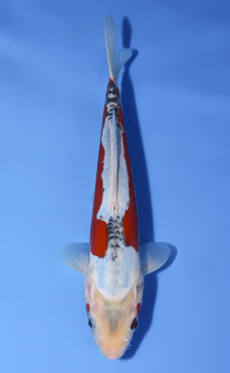 Shusui - koi #x0812a026