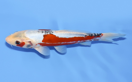 Shusui - koi #x0812a026 - Side View A