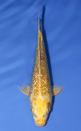 Ginrin Ogon - koi #x0812a028