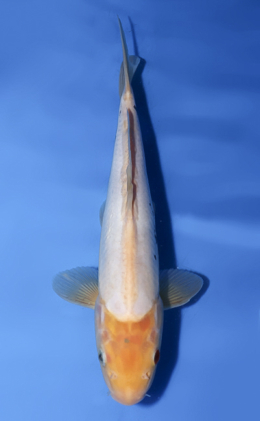 Kumonryu - koi #x0812a029