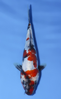 Doitsu Showa - koi #x0812a032