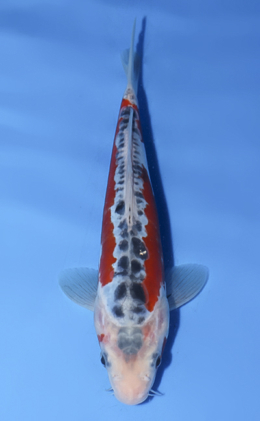 Shusui - koi #x0812a034