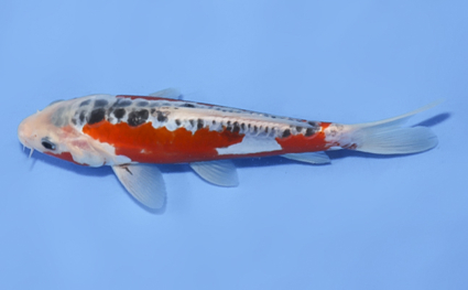 Shusui - koi #x0812a034 - Side View A