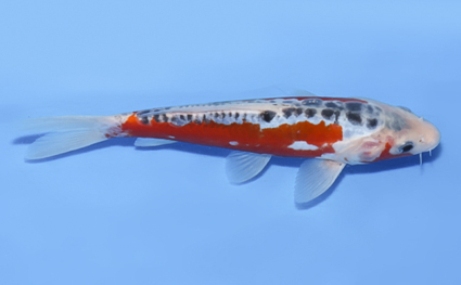 Shusui – koi #x0812a034 - Image 3