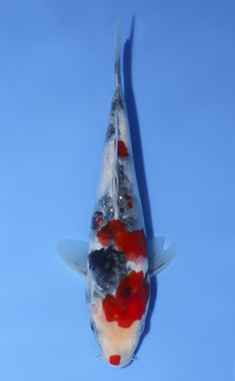 Showa - koi #x0812a035