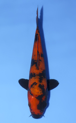 Hi Utsuri - koi #x0812a036