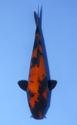 Hi Utsuri - koi #x0812a038
