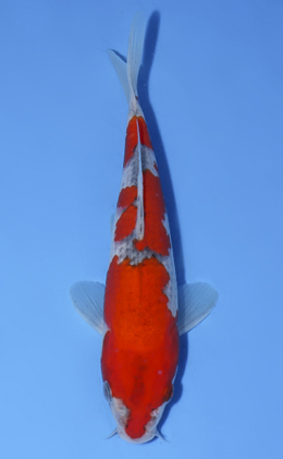Goshiki - koi #x0812a041