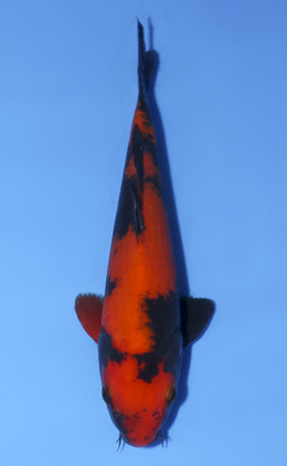 Hi Utsuri - koi #x0812a042
